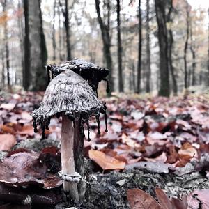 Shaggy Mane