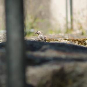 White Wagtail