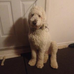 Unknown Breed