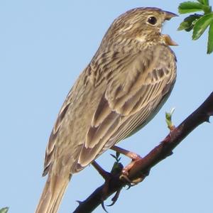 Corn Bunting