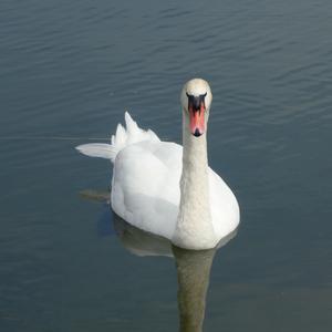 Mute Swan