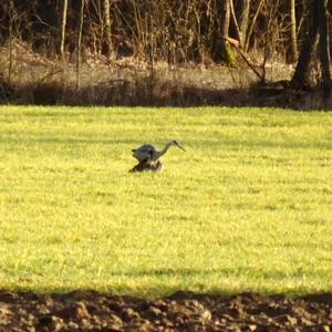 Grey Heron