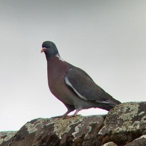 Common Wood-pigeon