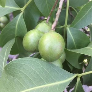 Unknown Species