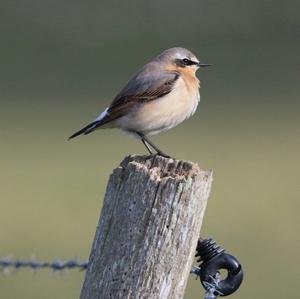 Northern Wheatear