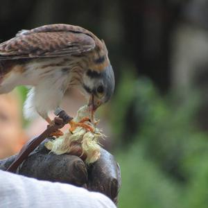 American Kestrel