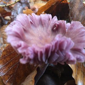 Amethyst Deceiver