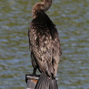 Great Cormorant