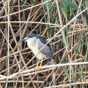 Black-crowned Night-heron