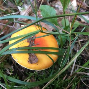 Fly Agaric