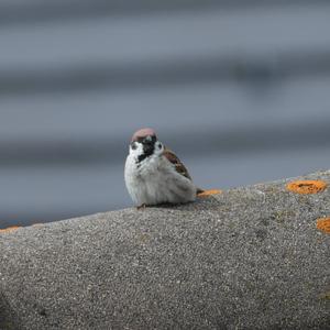 Eurasian Tree Sparrow