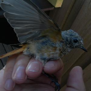 Common Redstart