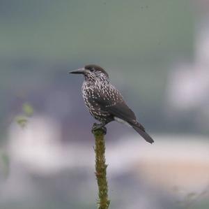 Spotted Nutcracker