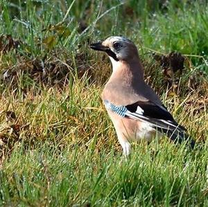 Eurasian Jay