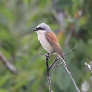 Red-backed Shrike