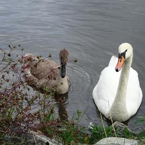 Höckerschwan