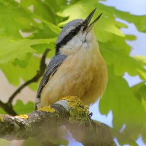 Wood Nuthatch