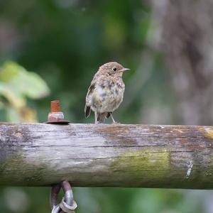 European Robin