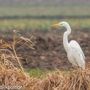 Great Egret