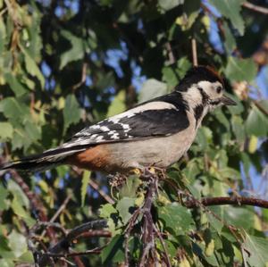 Great Spotted Woodpecker