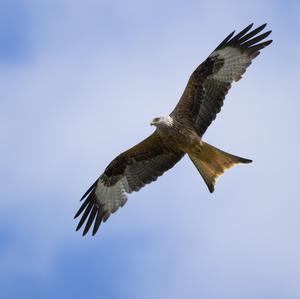 Red Kite