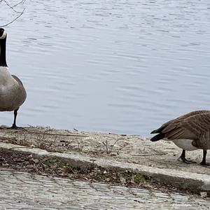 Canada Goose