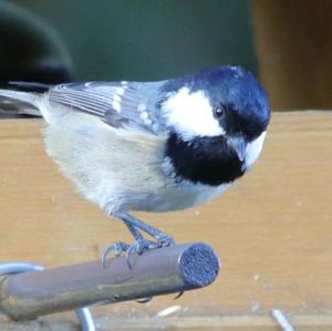 Coal Tit