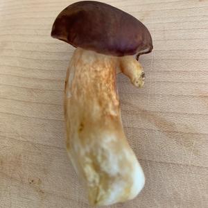 Bay Bolete