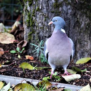 Common Wood-pigeon