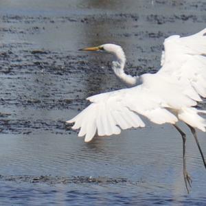 Little Egret