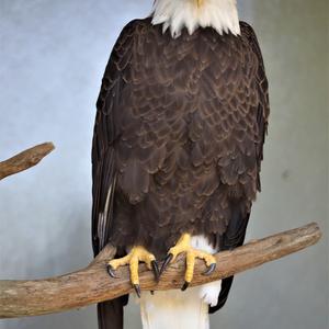 Weißkopfseeadler