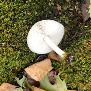 Fawn Mushroom