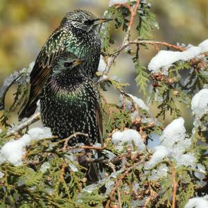 Common Starling