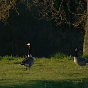 Canada Goose