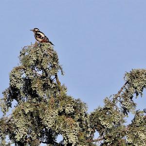 Great Spotted Woodpecker