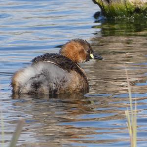 Little Grebe