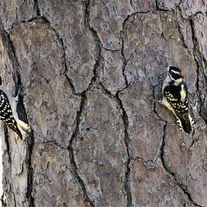 Red-cockaded Woodpecker