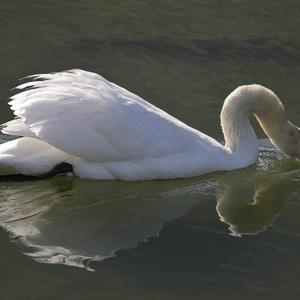 Mute Swan