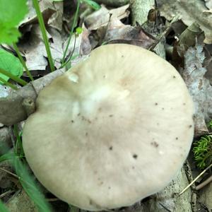 Fawn Mushroom