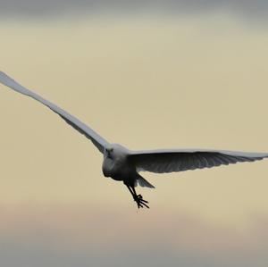 Great Egret