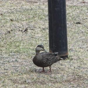 American Black Duck