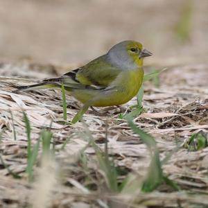 Alpine Citril Finch