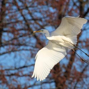 Great Egret