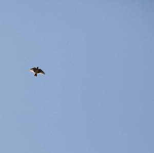 Eurasian Skylark