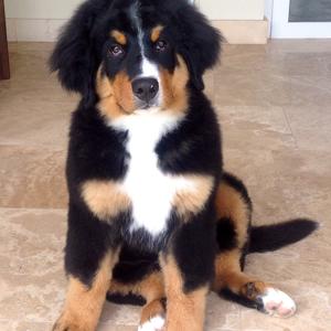 Bernese Mountain Dog