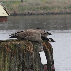 Canada Goose