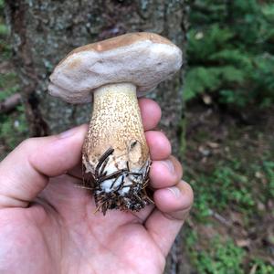 Bitter Bolete