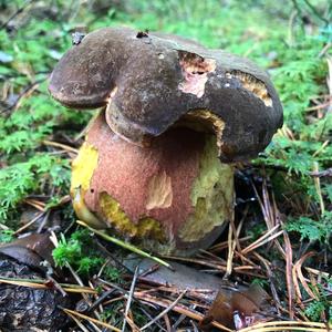 Dotted-stem Bolete