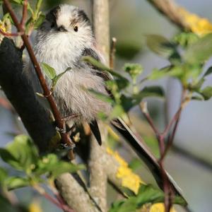 Long-tailed Tit