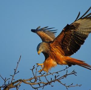 Red Kite